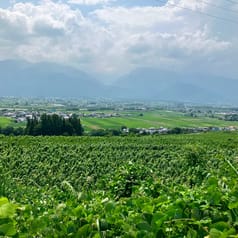 安曇野池田シャルドネ ブラン・ド・ブラン